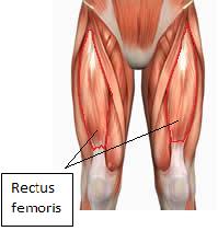 Groin area